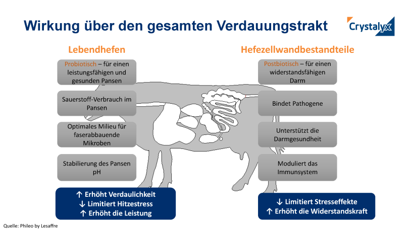 WIRKUNG ÜBER DEN GESAMTEN VERDAUUNGSTRAKT WIRKUNG ÜBER DEN GESAMTEN VERDAUUNGSTRAKT